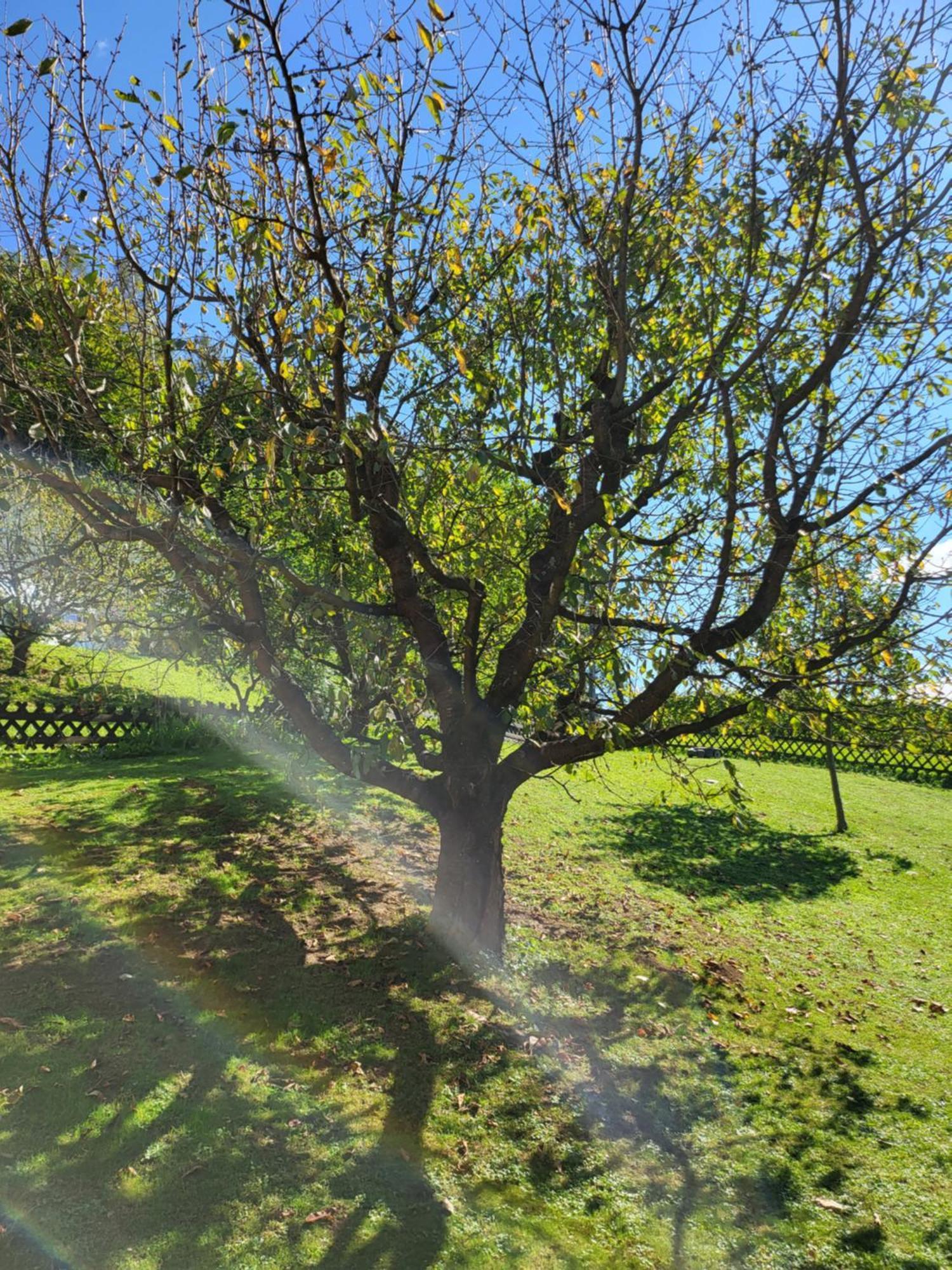 Ferienhaus Zangl Am Seggauberg - Suedsteiermark Leibnitz Eksteriør bilde