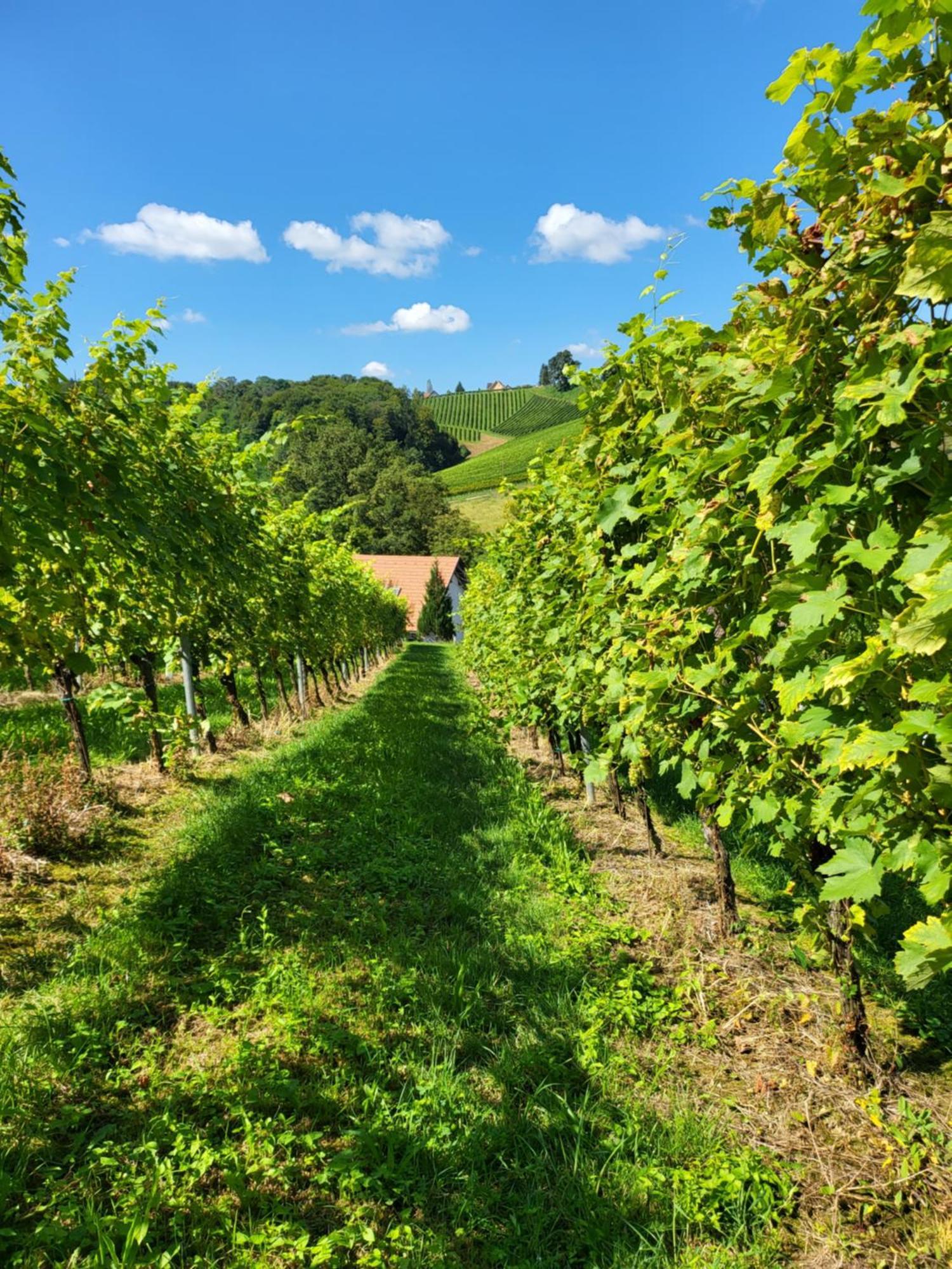 Ferienhaus Zangl Am Seggauberg - Suedsteiermark Leibnitz Eksteriør bilde